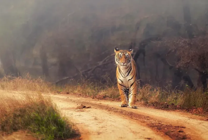 Framed Print : Royal Bengal Tiger at Ranthambore National Park, Rajasthan, India, Asia
