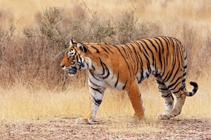Framed Print : Royal Bengal Tiger walking around dry grassland, Ranthambhor National Park, India Framed Print : Royal Bengal Tiger walking around dry grassland, Ranthambhor National Park, India