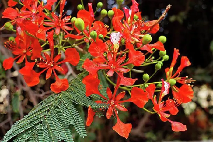 Framed Print : Royal Poinciana, Flamboyant (Delonix regia) Framed Print : Royal Poinciana, Flamboyant (Delonix regia)