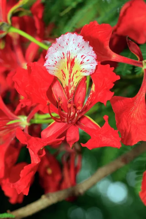 Framed Print : Royal Poinciana, Flamboyant Tree, (Delonix regia), Mkuze, Natal, South Africa, Africa, blooming tree Framed Print : Royal Poinciana, Flamboyant Tree, (Delonix regia), Mkuze, Natal, South Africa, Africa, blooming tree