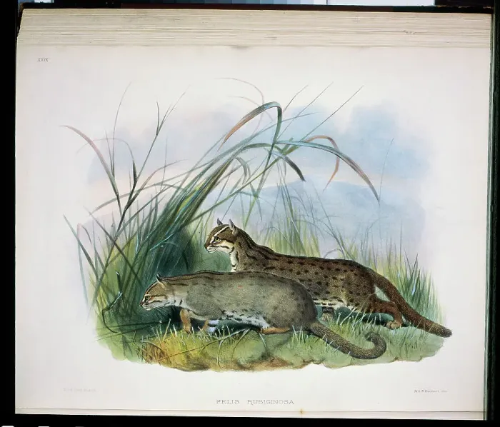 Framed Print : Rubiginous Cat (Felis Rubiginosa) 1883 Daniel Girard Elliot (19th C) Framed Print : Rubiginous Cat (Felis Rubiginosa) 1883 Daniel Girard Elliot (19th C)