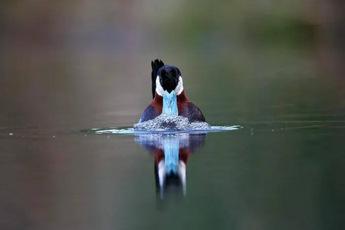 Framed Print : Ruddy duck (Oxyura jamaicensis), male bubbling courtship display, Kamloops, British Columbia Framed Print : Ruddy duck (Oxyura jamaicensis), male bubbling courtship display, Kamloops, British Columbia