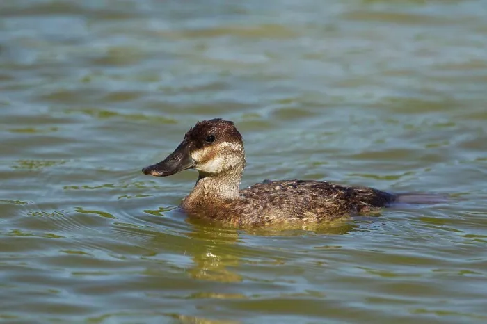 Framed Print : Ruddy Duck (Oxyura jamaicensis) adult female, swimming, Gulf Coast, Texas, U.S.A. May Framed Print : Ruddy Duck (Oxyura jamaicensis) adult female, swimming, Gulf Coast, Texas, U.S.A. May
