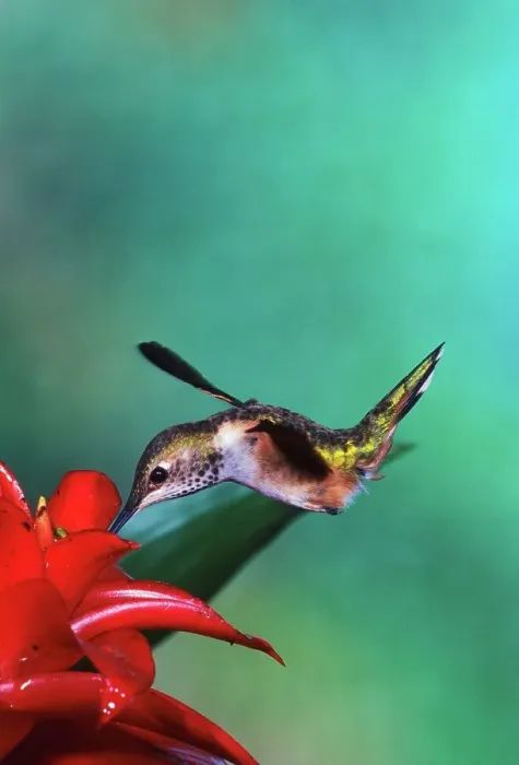 Framed Print : Rufous hummingbird (Selasphorus rufus) feeding on flower Framed Print : Rufous hummingbird (Selasphorus rufus) feeding on flower