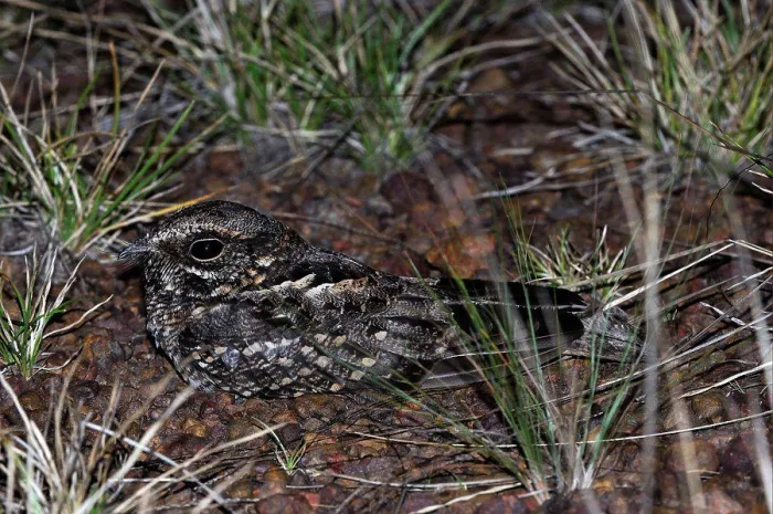 Framed Print : Rufous Nightjar (Caprimulgus rufus) adult, resting on ground at night, Rupununi, Guyana Framed Print : Rufous Nightjar (Caprimulgus rufus) adult, resting on ground at night, Rupununi, Guyana