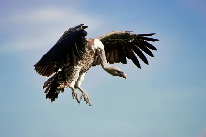 Framed Print : Ruppell's Griffon vulture (Gyps rueppellii) flying into a kill Framed Print : Ruppell's Griffon vulture (Gyps rueppellii) flying into a kill
