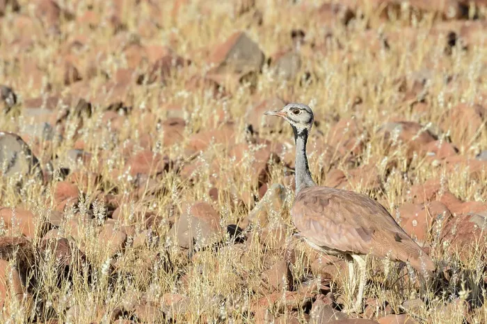 Framed Print : Ruppell's korhaan or Ruppell's bustard (Eupodotis rueppellii) Framed Print : Ruppell's korhaan or Ruppell's bustard (Eupodotis rueppellii)
