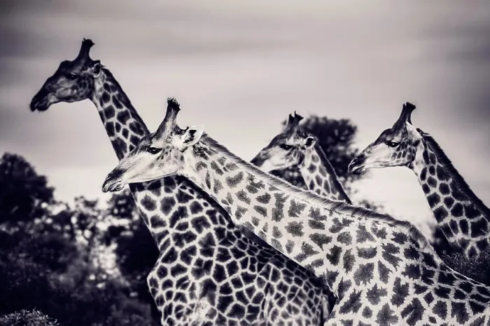 Framed Print : Safari, portrait of a beautiful giraffes family Framed Print : Safari, portrait of a beautiful giraffes family