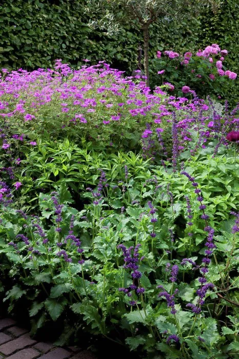 Framed Print : Sage Purple Rain and Geranium Patricia in a garden Framed Print : Sage Purple Rain and Geranium Patricia in a garden