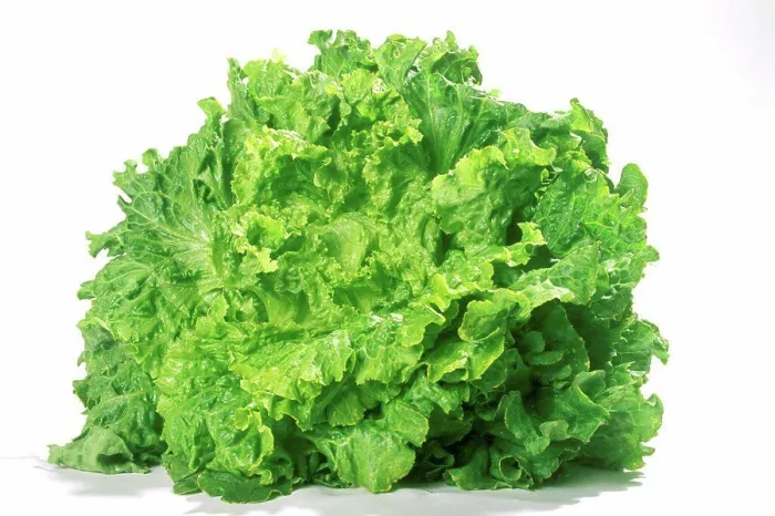 Framed Print : Salad Scarole Framed Print : Salad Scarole