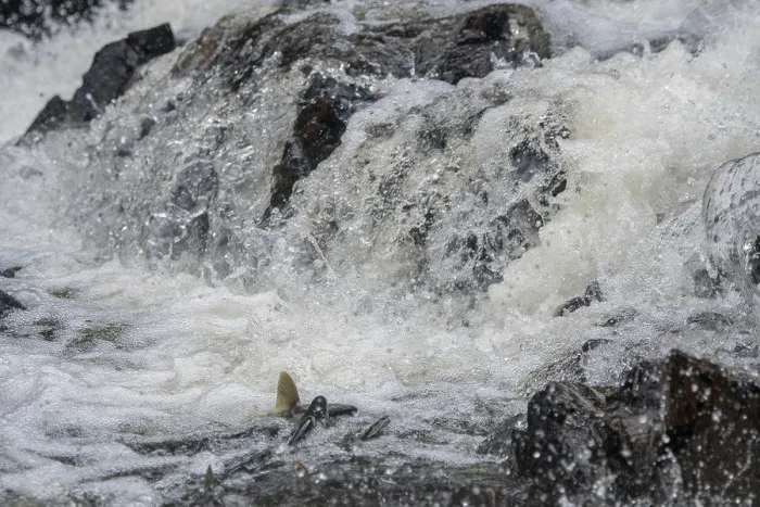 Framed Print : Salmon is trying to get up the little waterfall at Pavlof Harbor State Marine Park on Chicagof Island, Alaska, USA Framed Print : Salmon is trying to get up the little waterfall at Pavlof Harbor State Marine Park on Chicagof Island, Alaska, USA