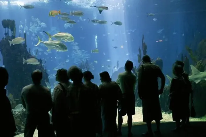 Framed Print : Salt Water Aquarium, Lisboa In Portugal