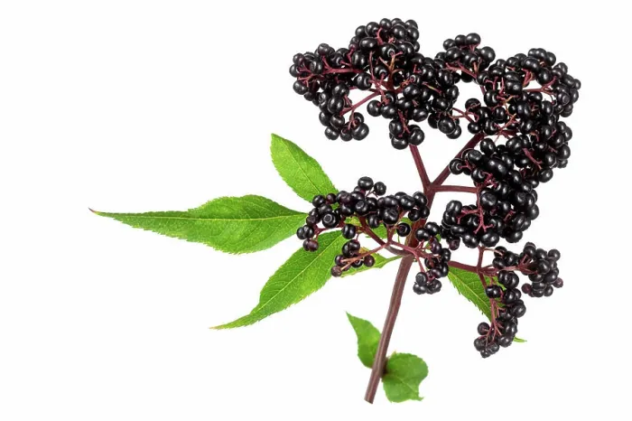 Framed Print : Sambucus ebulus, elderberry with erect and toxic fruits, the rest of the plant contains medicinal uses