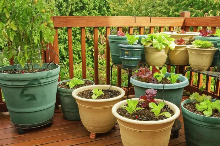 Framed Print : Sammamish, Washington State, USA. Bib and Red leaf lettuce growing in containers on a wood deck. (PR)