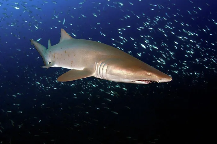 Framed Print : Sand Tiger Shark off the coast of North Carolina