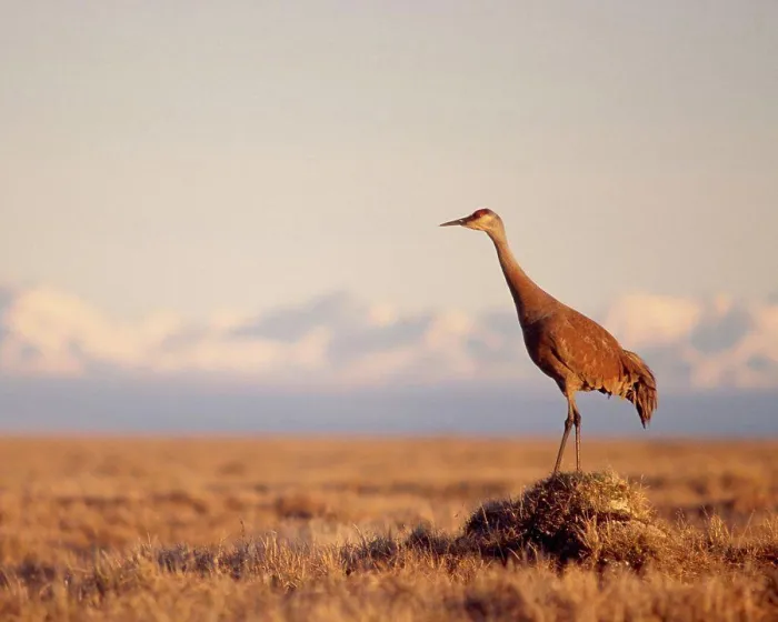 Framed Print : Sandhill Crane Standing on Its Tundra Nest Framed Print : Sandhill Crane Standing on Its Tundra Nest