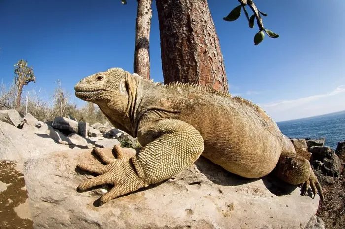 Framed Print : Santa Fe Land iguana (Conolophus pallidus) basking