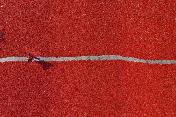 Framed Print : Sariakandi, Bangladesh - 29 February 2020: Aerial view of people working in a field collecting red chilli pepper Framed Print : Sariakandi, Bangladesh - 29 February 2020: Aerial view of people working in a field collecting red chilli pepper