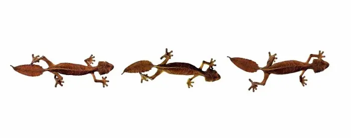 Framed Print : Three Satanic Leaf Tailed gecko (Uroplatus phantasticus) on white background Framed Print : Three Satanic Leaf Tailed gecko (Uroplatus phantasticus) on white background