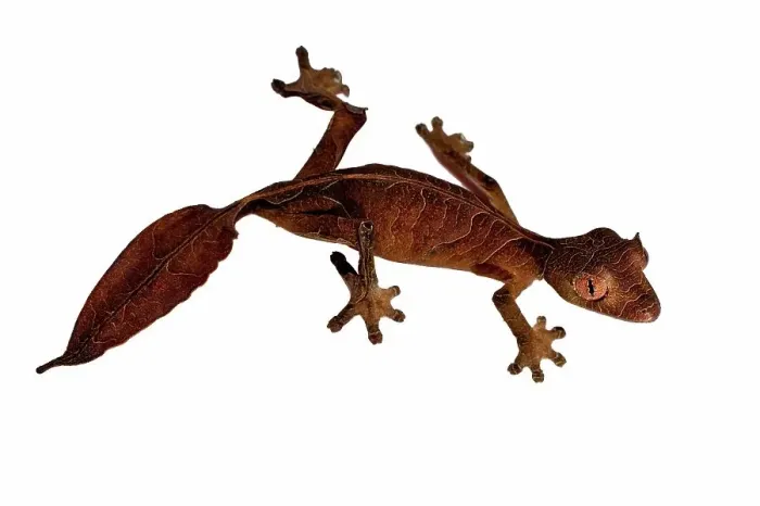 Framed Print : Satanic Leaf Tailed gecko (Uroplatus phantasticus) on white background