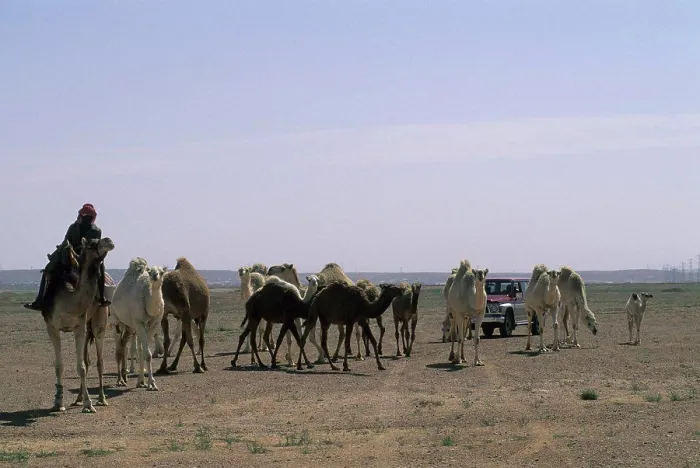 Framed Print : Saudi Arabia, Near Riyadh, Bedouins Herding Camels