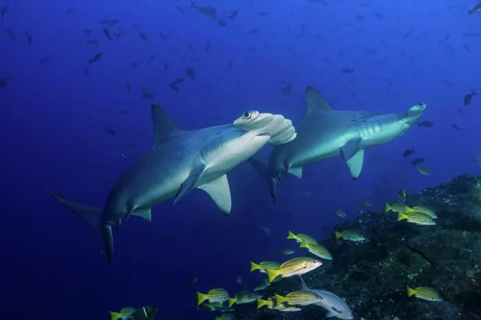 Framed Print : Scalloped hammerhead sharks (Sphyrna lewini) and bluestripe snapper, Cocos Island