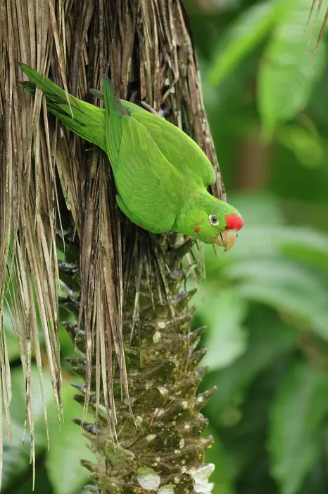 Framed Print : Scarlet-fronted Parakeet (Psittacara wagleri) perched on a branch in Costa Rica