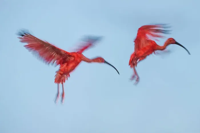 Framed Print : Scarlet Ibis (Eudocimus ruber) flying into roost site at dusk Framed Print : Scarlet Ibis (Eudocimus ruber) flying into roost site at dusk