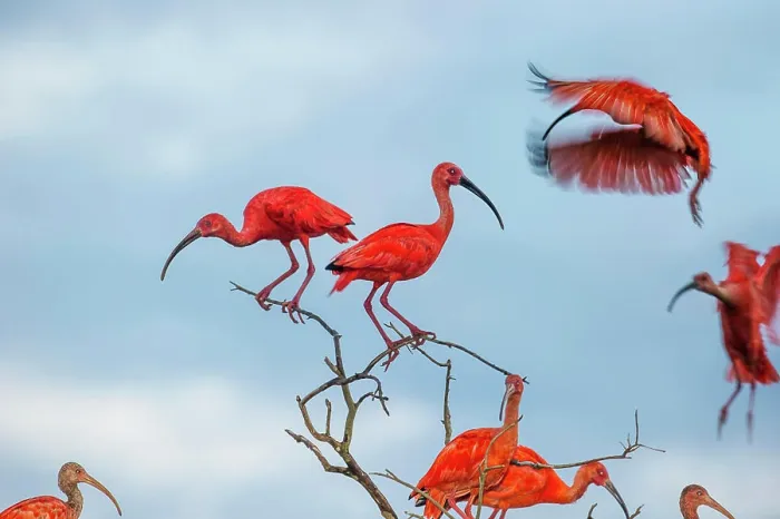 Framed Print : Scarlet Ibis (Eudocimus ruber) flying into roost site at dusk. Hato La Aurora Reserve, Los Llanos, Colombia Framed Print : Scarlet Ibis (Eudocimus ruber) flying into roost site at dusk. Hato La Aurora Reserve, Los Llanos, Colombia