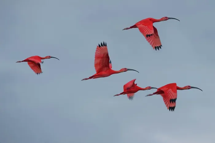 Framed Print : Scarlet Ibis (Eudocimus ruber) flying into roost site at dusk Framed Print : Scarlet Ibis (Eudocimus ruber) flying into roost site at dusk