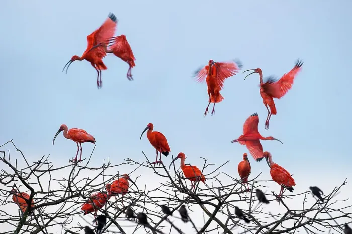 Framed Print : Scarlet Ibis (Eudocimus ruber) flying into roost site at dusk Framed Print : Scarlet Ibis (Eudocimus ruber) flying into roost site at dusk