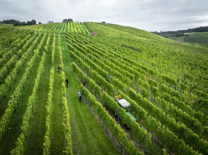 Framed Print : Scenic aerial view of workers tending to green grapevines growing in rows on hilly vineyard Framed Print : Scenic aerial view of workers tending to green grapevines growing in rows on hilly vineyard