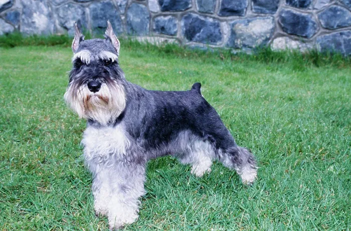 Framed Print : Schnauzer in grass Framed Print : Schnauzer in grass