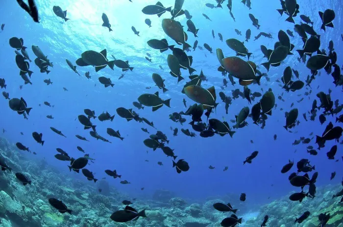 Framed Print : School of black Indian Ocean triggerfish, Christmas Island, Australia Framed Print : School of black Indian Ocean triggerfish, Christmas Island, Australia