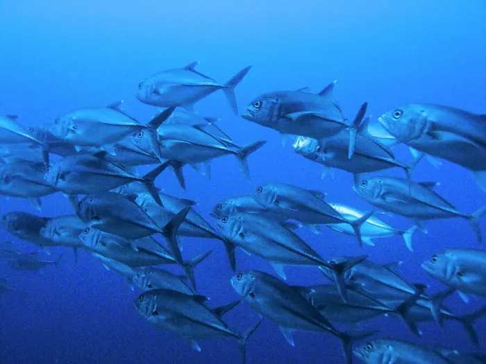 Framed Print : School of Scalloped Hammerhead sharks (Sphyrna lewini) underwater Framed Print : School of Scalloped Hammerhead sharks (Sphyrna lewini) underwater
