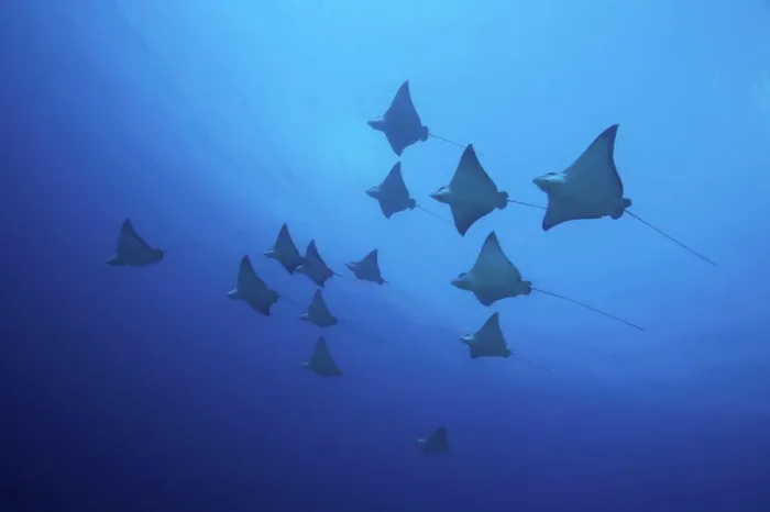 Framed Print : A school of spotted eagle rays (Aetobatus narinari) seen from below Framed Print : A school of spotted eagle rays (Aetobatus narinari) seen from below