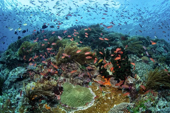 Framed Print : School of threadfin anthias fish above a coral reef in Alor, Indonesia Framed Print : School of threadfin anthias fish above a coral reef in Alor, Indonesia