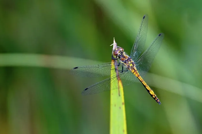 Framed Print : Schwarze Heidelibelle Sympetrum danae Framed Print : Schwarze Heidelibelle Sympetrum danae