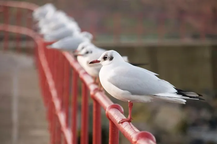 Framed Print : Scotland, Scottish Borders, Eyemouth. Black-headed gulls in winter plummage, perched on railings
