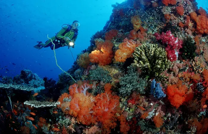 Framed Print : Scuba diver and coral reef Framed Print : Scuba diver and coral reef
