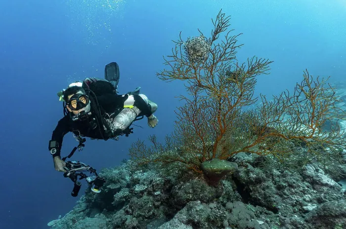 Framed Print : scuba diver exploring the great barrier reef in Australia Framed Print : scuba diver exploring the great barrier reef in Australia