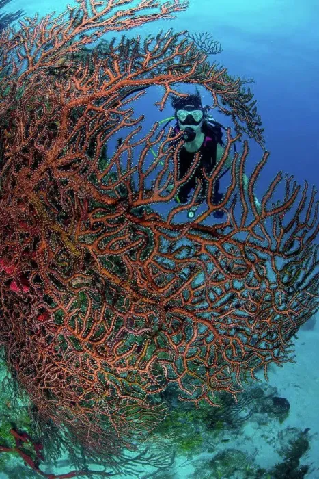 Framed Print : Scuba diver exploring pristine coral heads composed of sponges Framed Print : Scuba diver exploring pristine coral heads composed of sponges