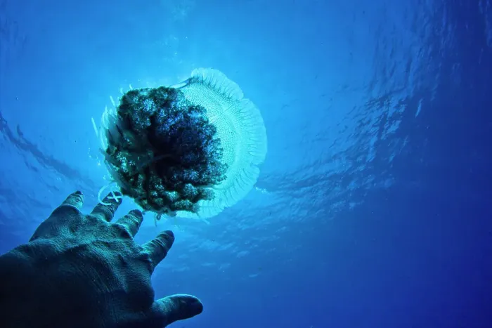 Framed Print : Scuba diver touching a Moon jellyfish (Aurelia aurita) underwater Framed Print : Scuba diver touching a Moon jellyfish (Aurelia aurita) underwater