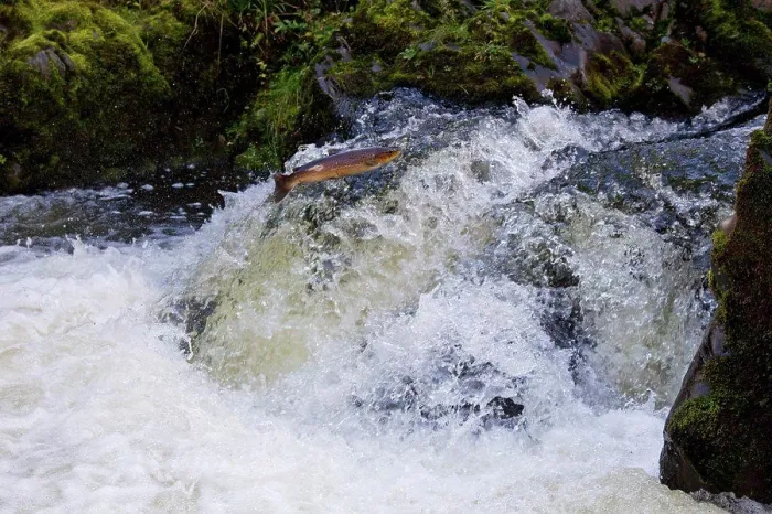 Framed Print : Sea Trout (Salmo trutta trutta) adult