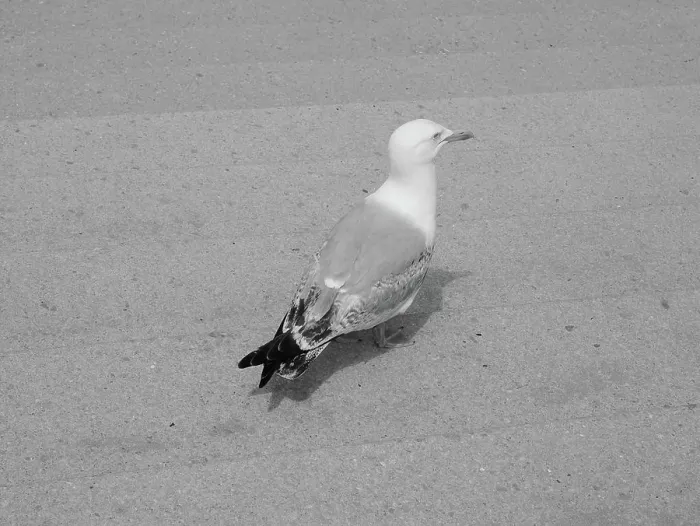 Framed Print : Seagull bird animal Gull seabird aka Seagull or Mew bird animal in black and white Copyright: xZoonar Framed Print : Seagull bird animal Gull seabird aka Seagull or Mew bird animal in black and white Copyright: xZoonar