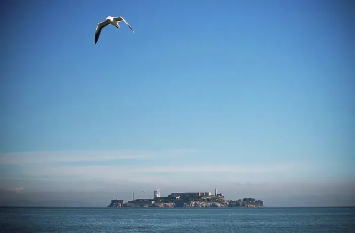 Framed Print : A seagull takes flight over San Francisco bay with Alcatraz Island in the background; San Francisco Framed Print : A seagull takes flight over San Francisco bay with Alcatraz Island in the background; San Francisco