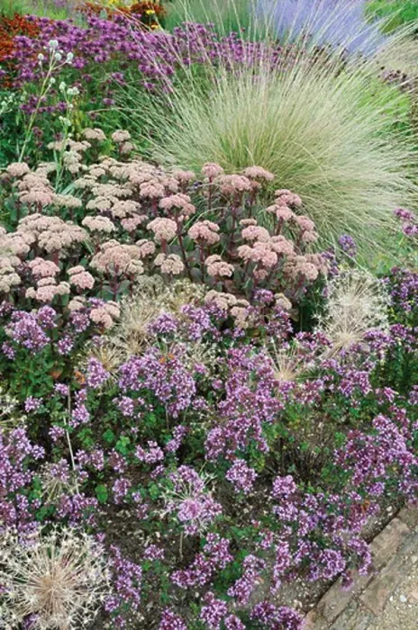 Framed Print : Sedum, Sedum, Ice plant Framed Print : Sedum, Sedum, Ice plant