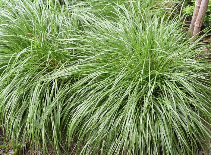 Framed Print : Segge, Carex, ist immergruen und winterhart und somit sorgt sie fuer eine intensive Framed Print : Segge, Carex, ist immergruen und winterhart und somit sorgt sie fuer eine intensive