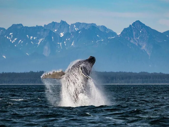 Framed Print : Sequence 2, Breaching Whale, Humpback Whale (Megaptera novaeangliae) jumps above the water in Icy Strait Framed Print : Sequence 2, Breaching Whale, Humpback Whale (Megaptera novaeangliae) jumps above the water in Icy Strait