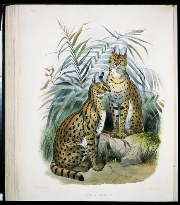 Framed Print : The Serval (Felis Serval) 1883 Daniel Giraud Elliot (1835-1915 American) Monograph Academy of Natural Sciences Framed Print : The Serval (Felis Serval) 1883 Daniel Giraud Elliot (1835-1915 American) Monograph Academy of Natural Sciences
